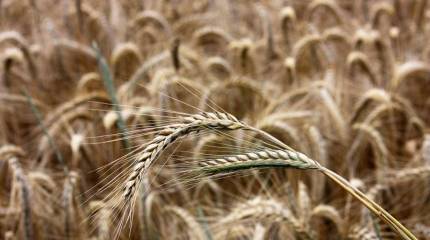 Не до русофобии, народ кормить нужно: Латвия закупила в России рожь