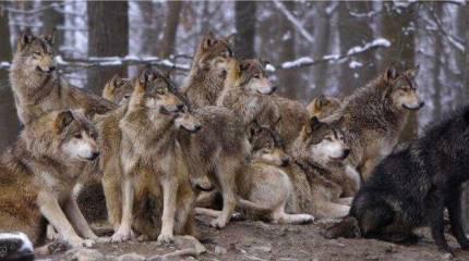 А вы говорите волки, пим дырявый...