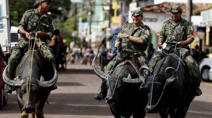 "Рогатое" патрулирование: военная полиция Бразилии использует буйволов
