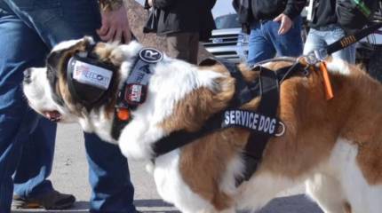 В США разрабатывают систему защиты органов слуха боевых собак CAPS