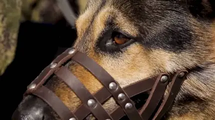 Trabajo de perros: amigos de cuatro patas en guardia.