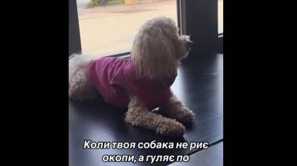 В соцсетях распространяются шуточные видео об украинских «собаках-уклонистах»