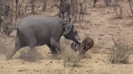 Британского солдата убил бродячий слон в ходе боевой операции