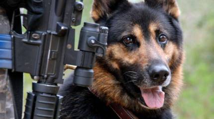 Военные собаки