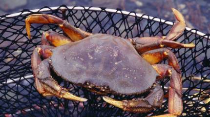 На Дальнем Востоке пограничникам пришлось открыть огонь по панамским браконьерам