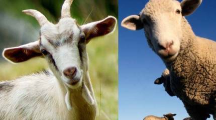 Как будем отделять дальше агнцев от козлищ?