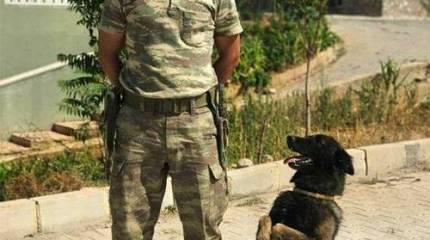 Турецкая и американская армии начинают учения на севере Сирии