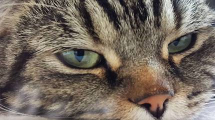 Китайские учёные заявили о заражённых кошках Уханя и предложили карантин для животных