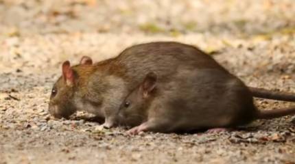 Украинский блогер: На Украине крысы побежали с тонущего корабля