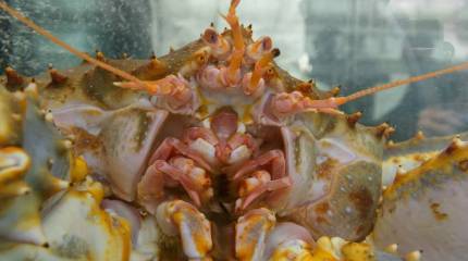 Пришельцы. Из воды, не из космоса