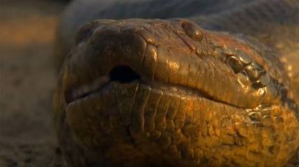 План «Анаконда»: где таится реальная опасность