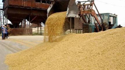 Своё зерно – всё на продажу