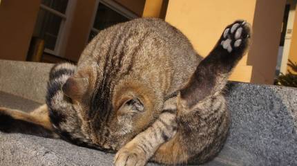 Ехидные комментарии. Про кота, или Дамы и господа, я с вас просто балдею!