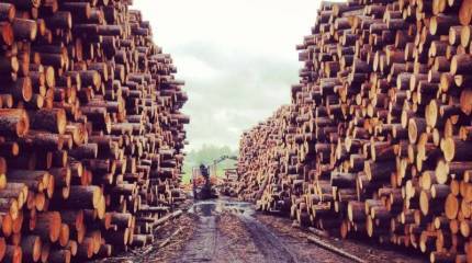 Российский министр заявил о возможности полного запрета на экспорт леса в Китай