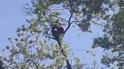 Новые высоты прав и свобод: спасаясь от ТЦК, житель Одессы забрался на верхушку дерева