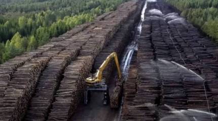 Путин поручил ввести полный запрет на вывоз из страны необработанной древесины