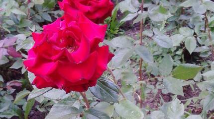 Отпуск в Донецке