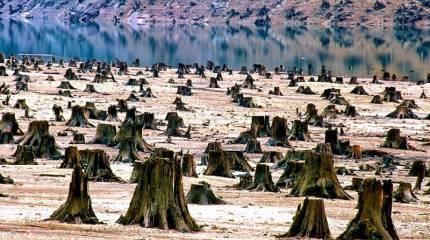 Захват кругляка: Правда ли, что Китай лишает нас леса?