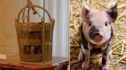 Ведро раздора и прочие мелочи, которые послужили поводами для начала войн