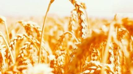 В украинском правительстве жалуются на резкий спад экспорта зерна после выхода РФ из зерновой сделки