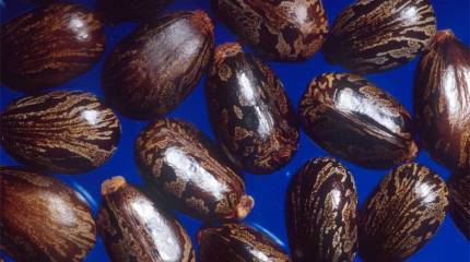 Американец собирался отравить Путина и Елизавету II. Токсичные письма