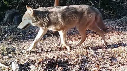 Военная база США в Германии стала местом обитания волков