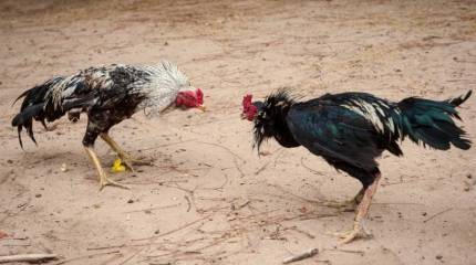 На рассмотрение в ГД РФ внесли "Дуэльный кодекс". Это параллельная реальность?