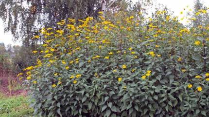 Топинамбур — лучший подножный корм для армии и населения