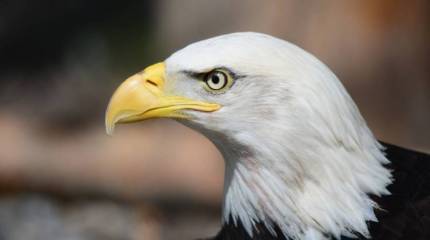 Европа трещит по швам