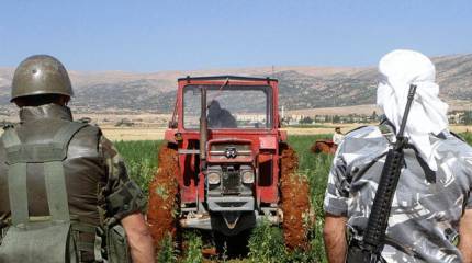 Ливанские фермеры отвоевали у армии поля конопли