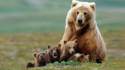 Россия, вперёд? Запад не пускает!