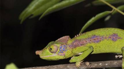 Ростех создал покрытие-"хамелеон" для маскировки военнослужащих и военной техники