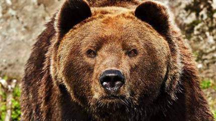 Идущие на медведя