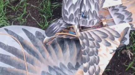 Росгвардия показала кадры перехваченного беспилотника ВСУ, замаскированного под орла