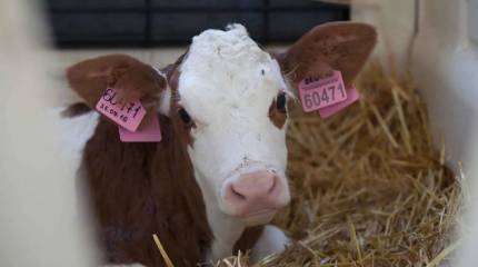 Пять столпов продовольственной безопасности России