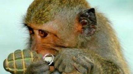 Киевские СМИ: американцы считают Украину обезьяной с гранатой, а потому не дают летального оружия