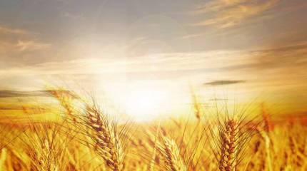 Проклятие большевизма: культ селянства