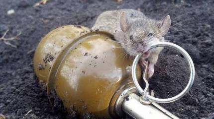 СМИ Польши: Большая война на Украине может вспыхнуть уже через неделю