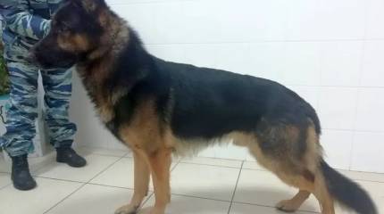 СМИ: в Москве служебная собака случайно учуяла взрывчатку в автомобиле