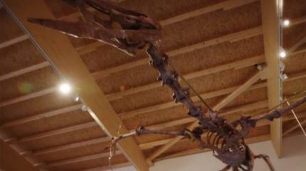 Поговорим о науке: как изучение птерозавров может помочь авиаконструкторам