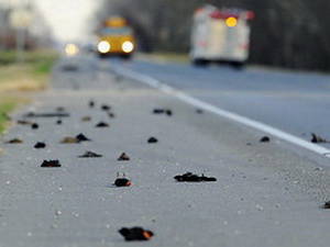 Тайна гибели черных дроздов