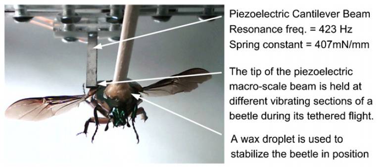 Biorobot beetles install electric generators