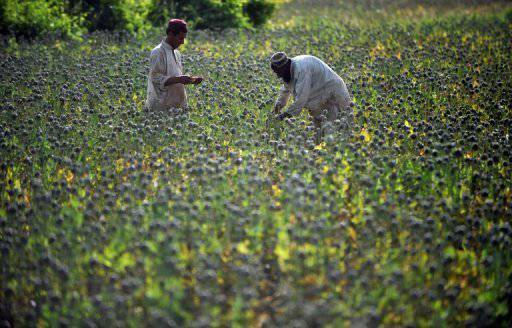 La production d'opium en Afghanistan augmentera de 61 cette année