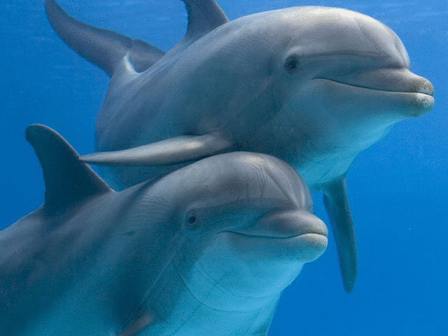 Украина возобновляет подготовку боевых дельфинов - в своих и российских интересах