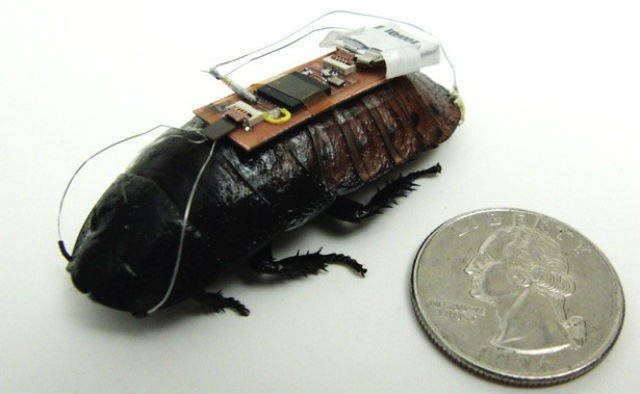 American scientists "train" cockroaches