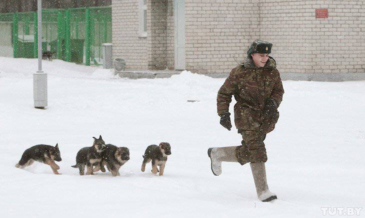 Cómo los cachorros se convierten en protectores de la frontera.