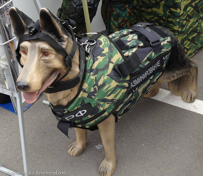 Bulletproof equipment for service dogs