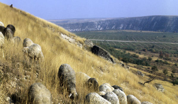 Moldovan soldiers instead of service graze sheep