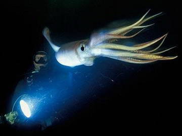 Los investigadores han creado un nuevo recubrimiento de camuflaje de proteínas de calamar ordinarias.