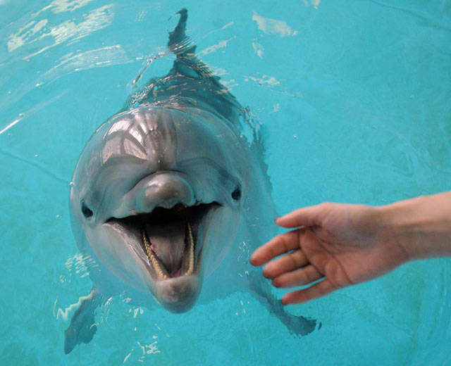 Крымские дельфины послужат Черноморскому флоту
